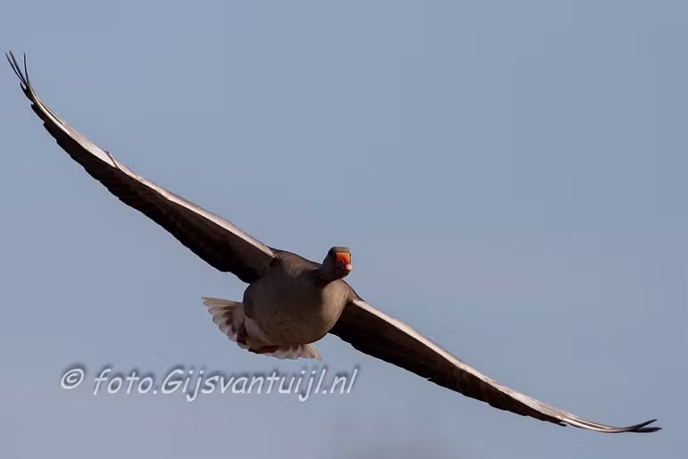 Gans Grauwe gans